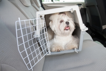 Small dog maltese sitting safe in the car on the back seat in a